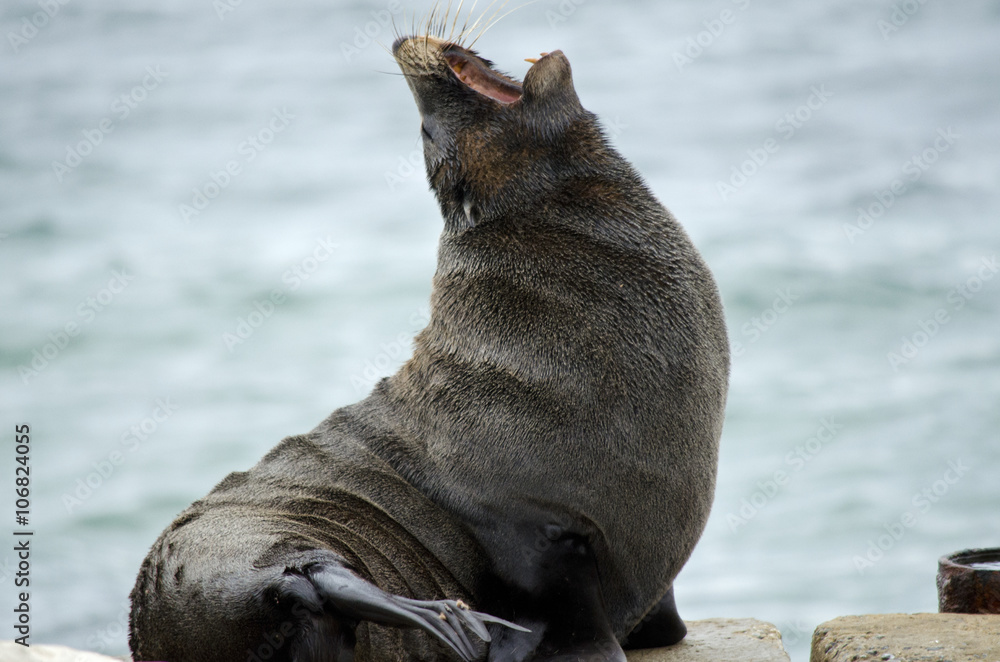 Fototapeta premium new zealand fur seal