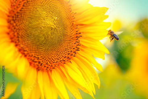 Fototapeta Naklejka Na Ścianę i Meble -  Sunflower. Beautiful sunflowers blooming on the field