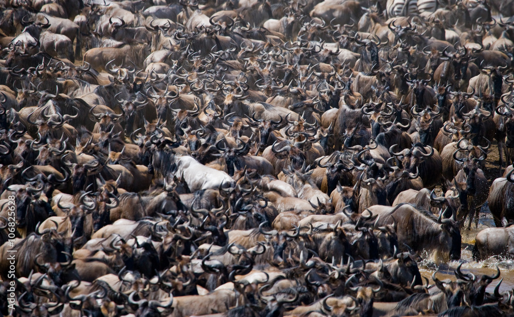 Big herd of wildebeest is about Mara River. Great Migration. Kenya. Tanzania. Masai Mara National Park. An excellent illustration. Big herd of wildebeest is about Mara River. Great Migration. Kenya. Tanzania. Masai Mara National Park. An excellent illustration.