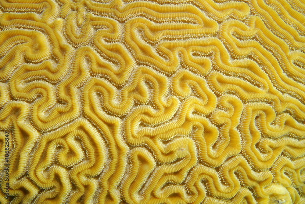 Naklejka premium Underwater marine life, close up of grooved brain coral labyrinth, Diploria labyrinthiformis, Caribbean sea