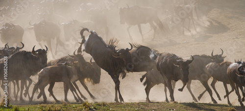 Big herd of wildebeest is about Mara River. Great Migration. Kenya. Tanzania. Masai Mara National Park. An excellent illustration.