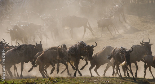 Wildebeests running through the savannah. Great Migration. Kenya. Tanzania. Masai Mara National Park. An excellent illustration.