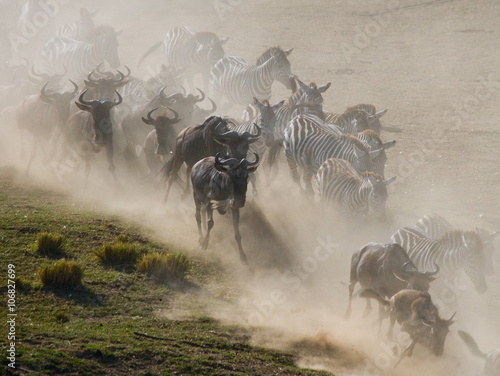 Wildebeests running through the savannah. Great Migration. Kenya. Tanzania. Masai Mara National Park. An excellent illustration.