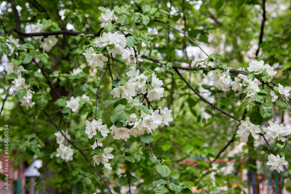 flowering branches of apple trees in green garden flowering branches of apple trees in green garden