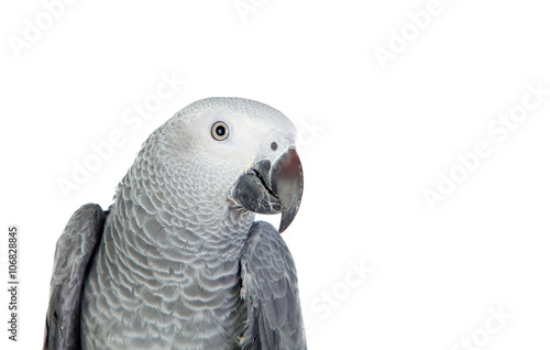 Pretty red-tailed gray parrot