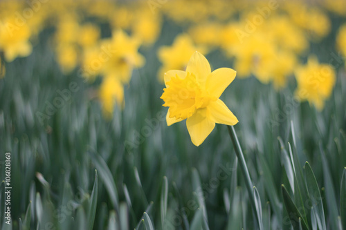  yellow daffodil flowers, narcissus in early spring