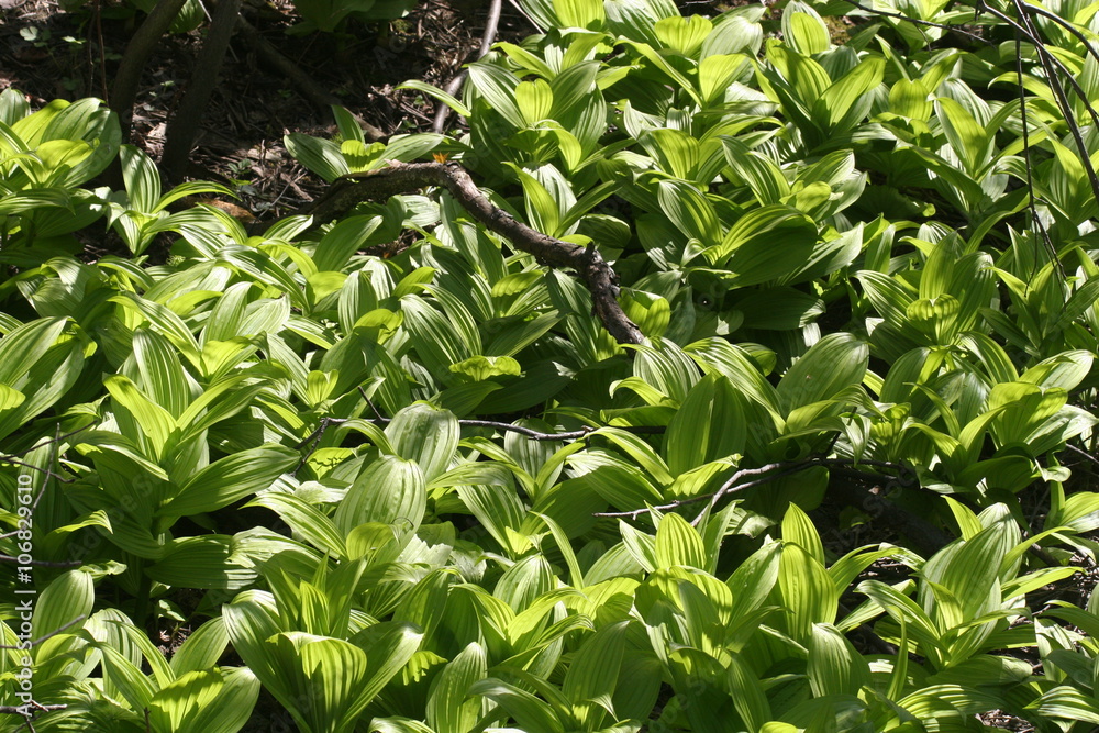 American false hellebore (Veratrum viride var. viride), a medical plant of Canada