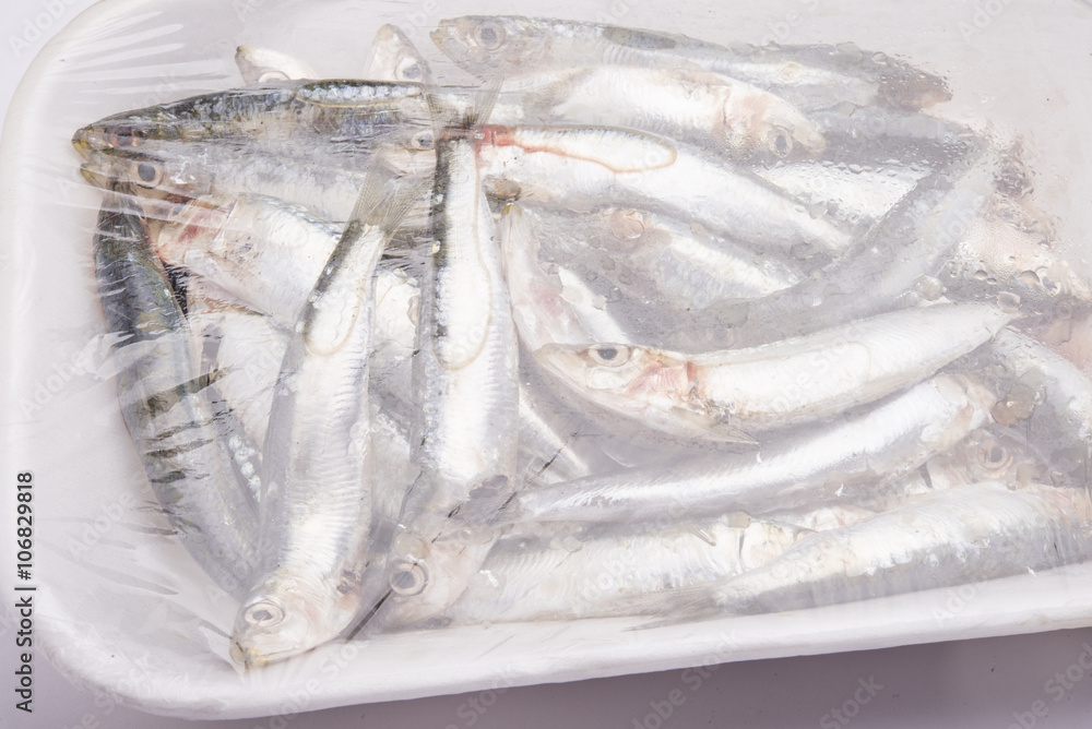 Fresh raw sardines in a white polystyrene food box isolated on w Fresh raw sardines in a white polystyrene food box isolated on w