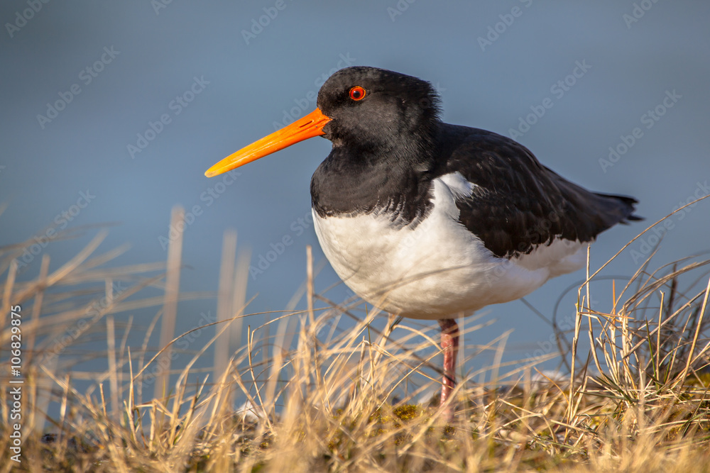 Eurasian oystercatcher or common pied oystercatcher Eurasian oystercatcher or common pied oystercatcher