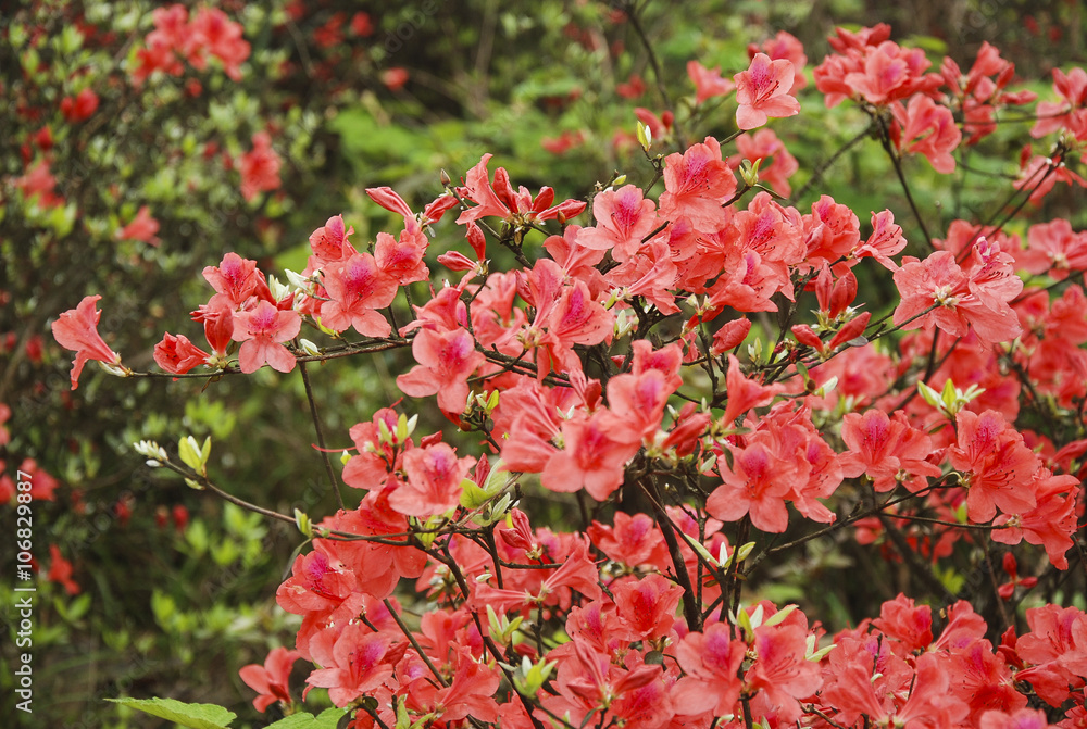 Beautiful blooming azalea flowers in spring
Beautiful blooming azalea flowers in spring