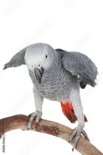 Pretty red-tailed gray parrot