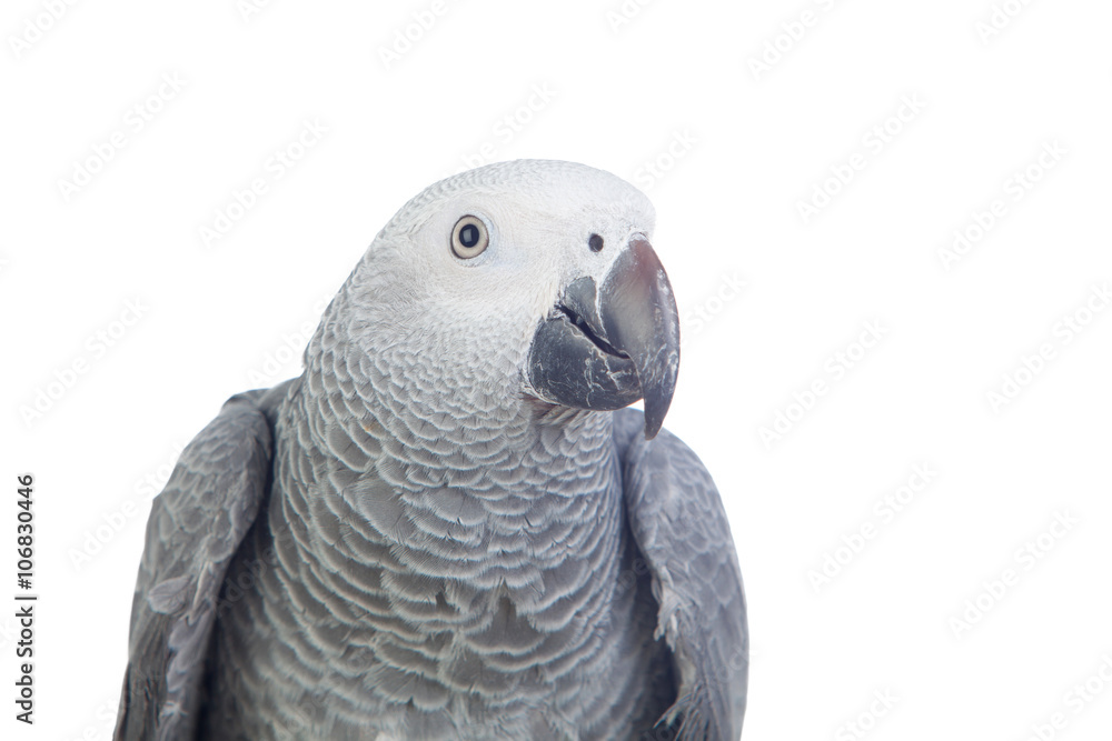 Obraz premium Pretty red-tailed gray parrot