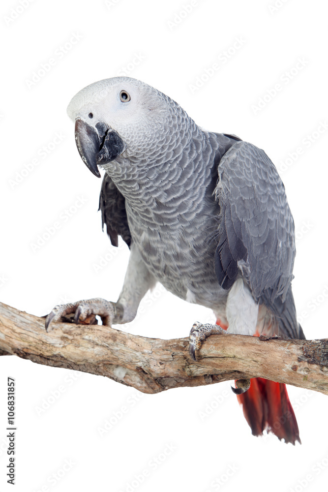 Fototapeta premium Pretty red-tailed gray parrot