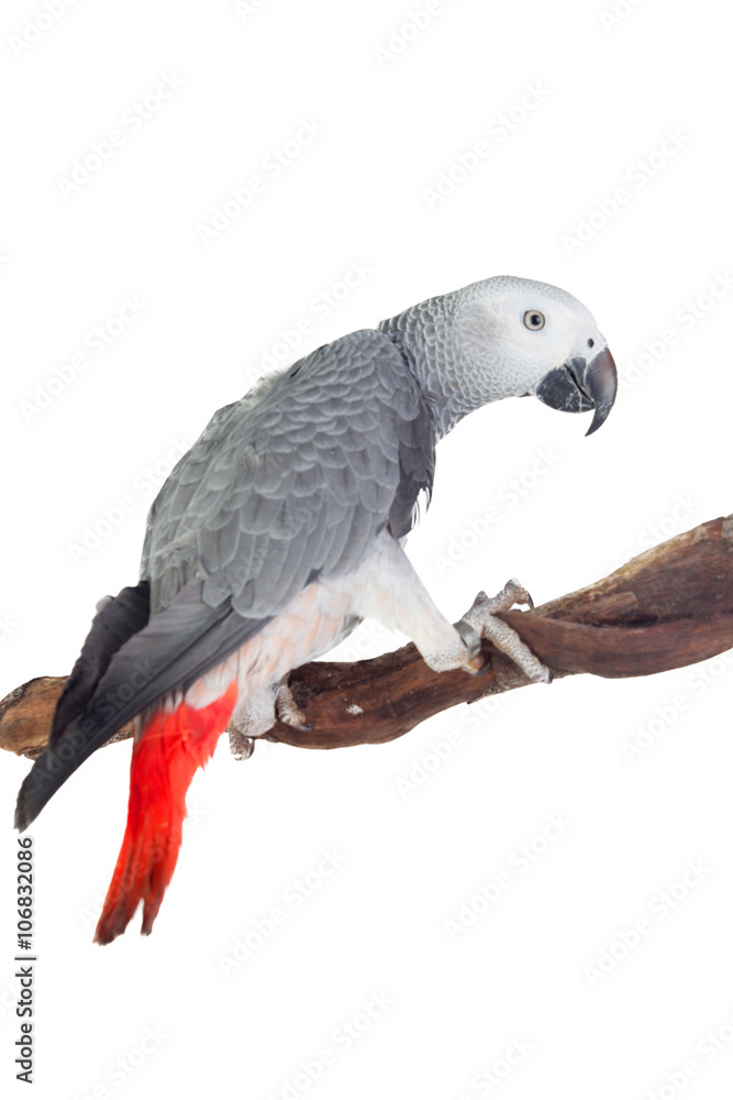Obraz premium Pretty red-tailed gray parrot