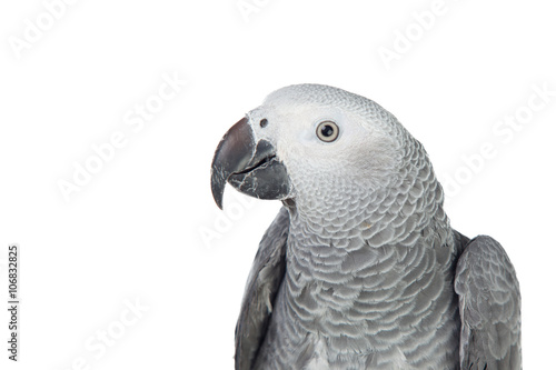 Pretty red-tailed gray parrot