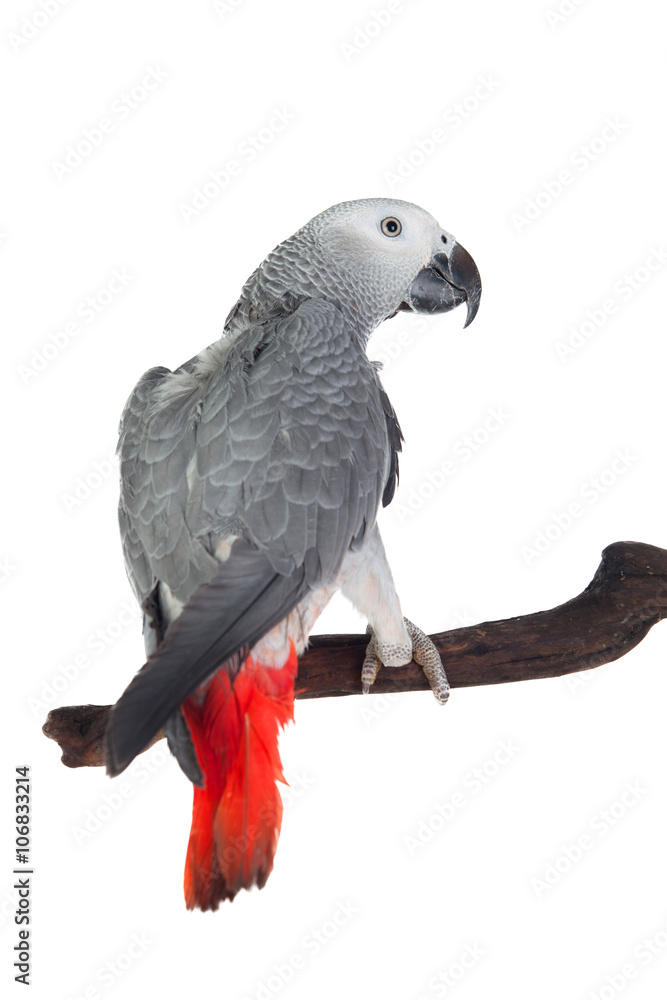 Obraz premium Pretty red-tailed gray parrot