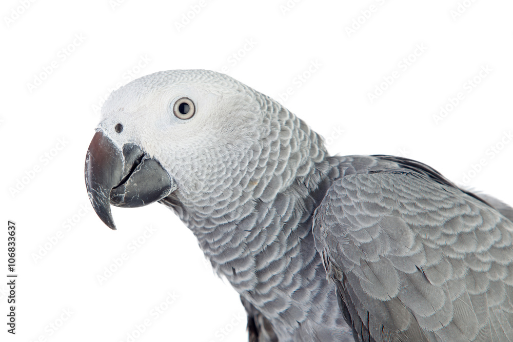 Obraz premium Pretty red-tailed gray parrot