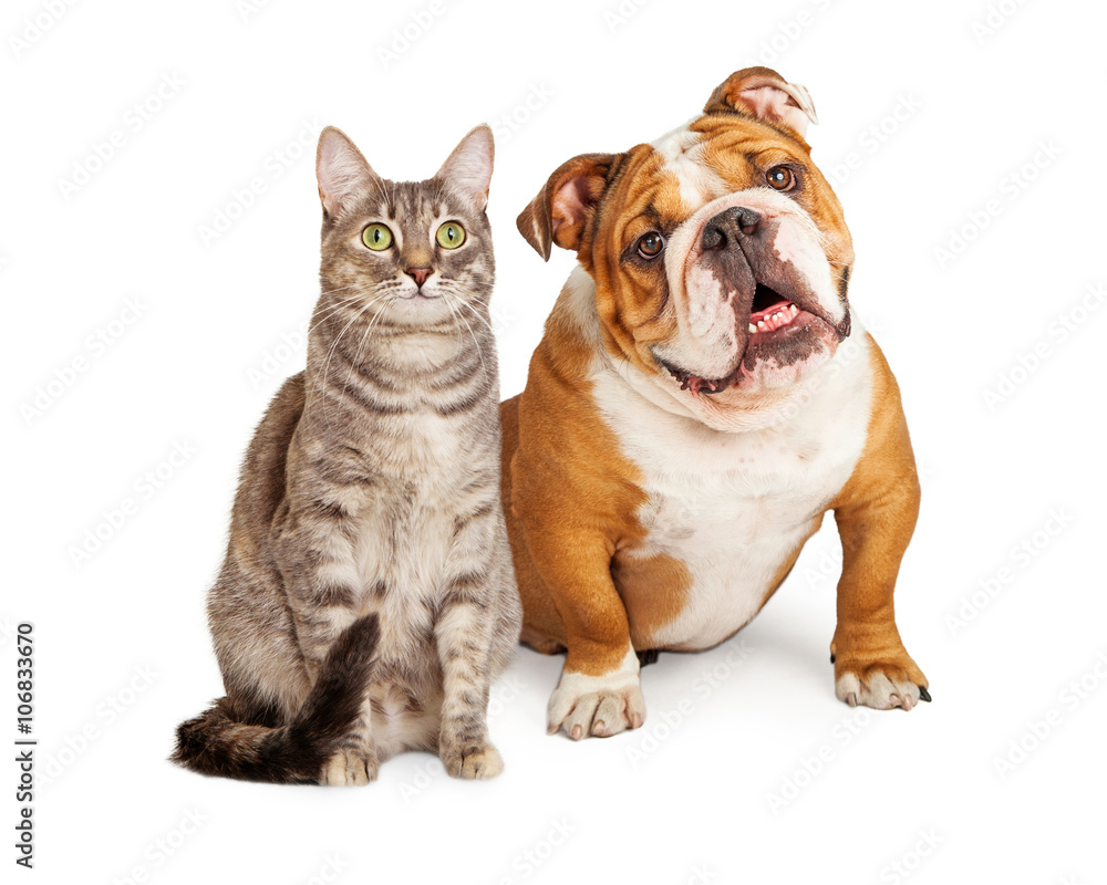 Friendly Dog and Cat Together