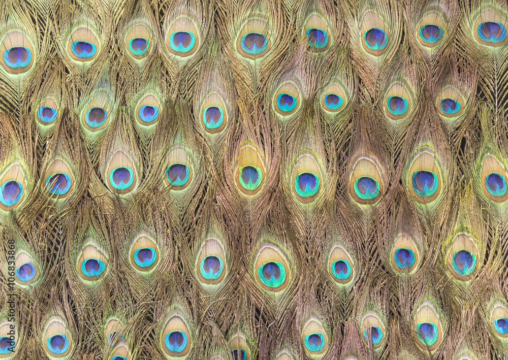 Obraz premium Peafowl nectar pattern