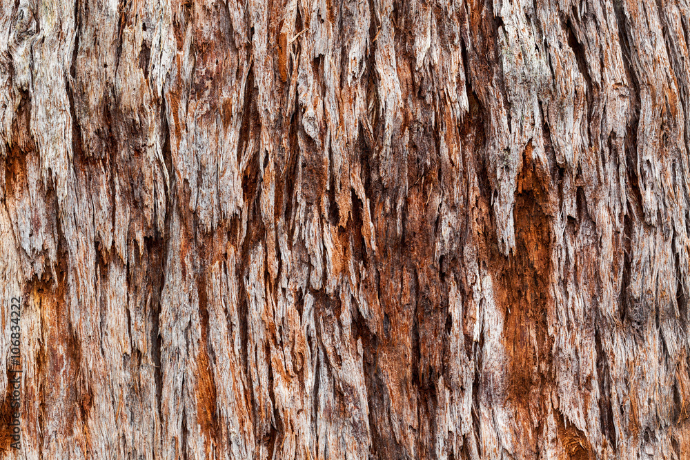 rough tree bark rough tree bark