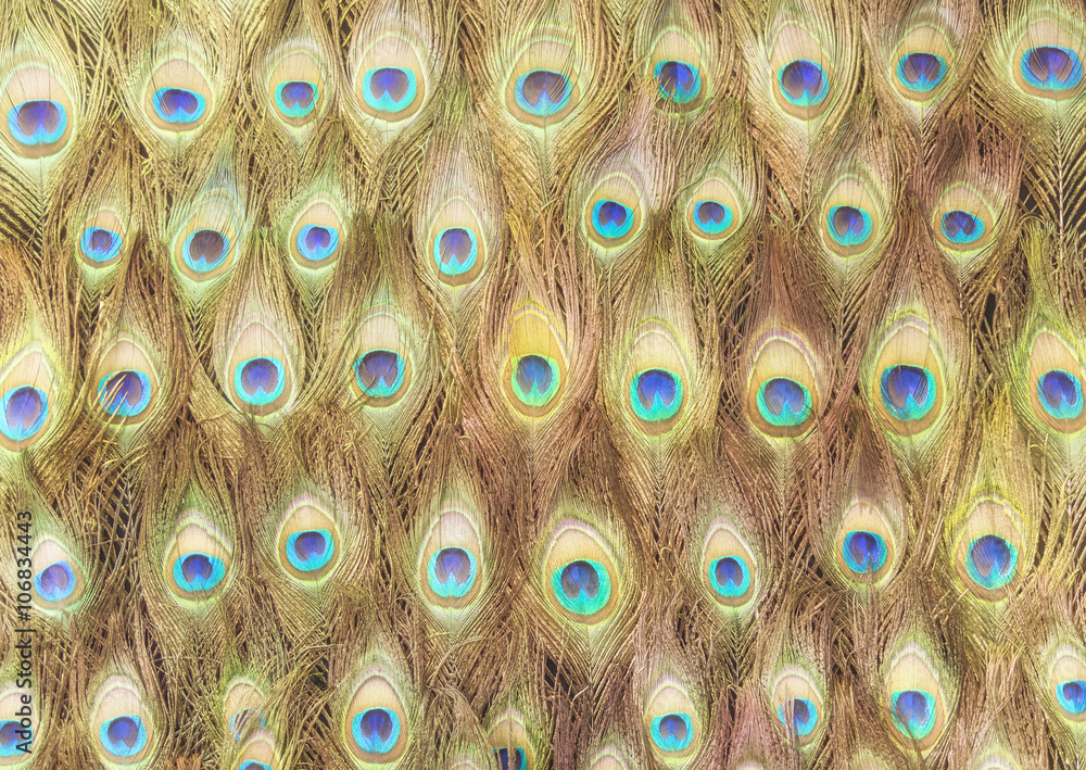 Obraz premium Peafowl nectar pattern