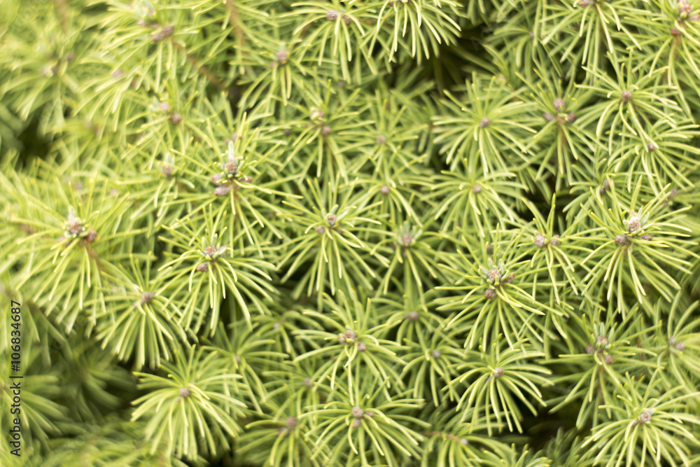 green Canadian Christmas tree