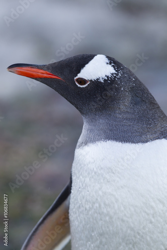 gentoo penguin © Dan Kosmayer