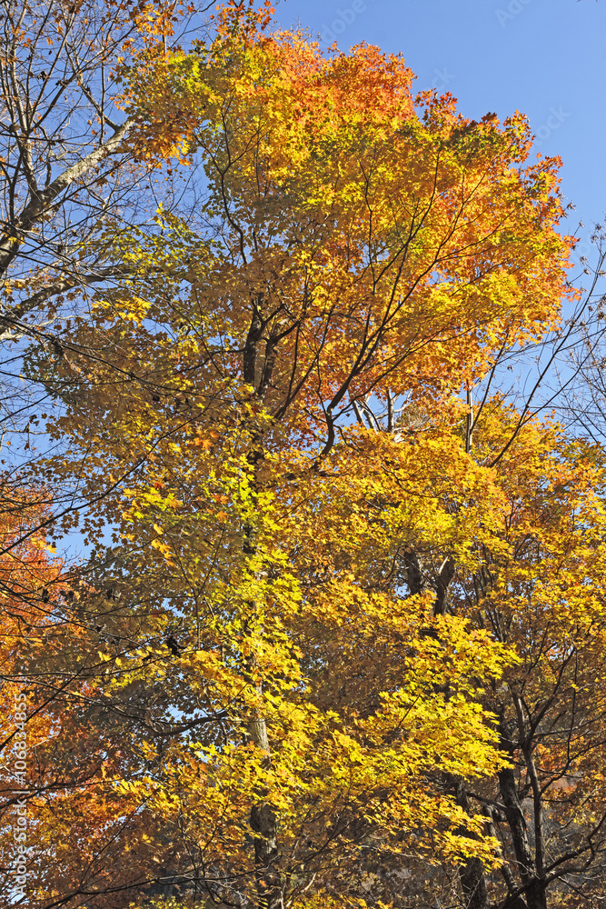Fototapeta premium Fall Colors in an Eastern Forest