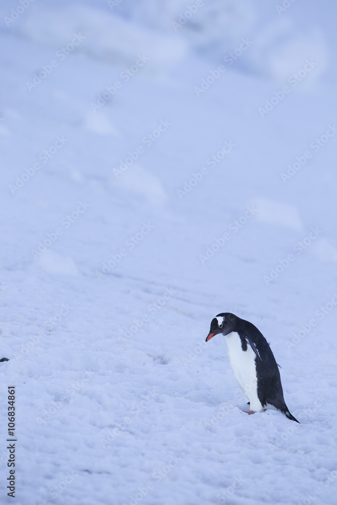 Fototapeta premium gentoo penguin