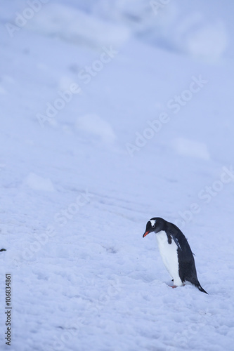 gentoo penguin