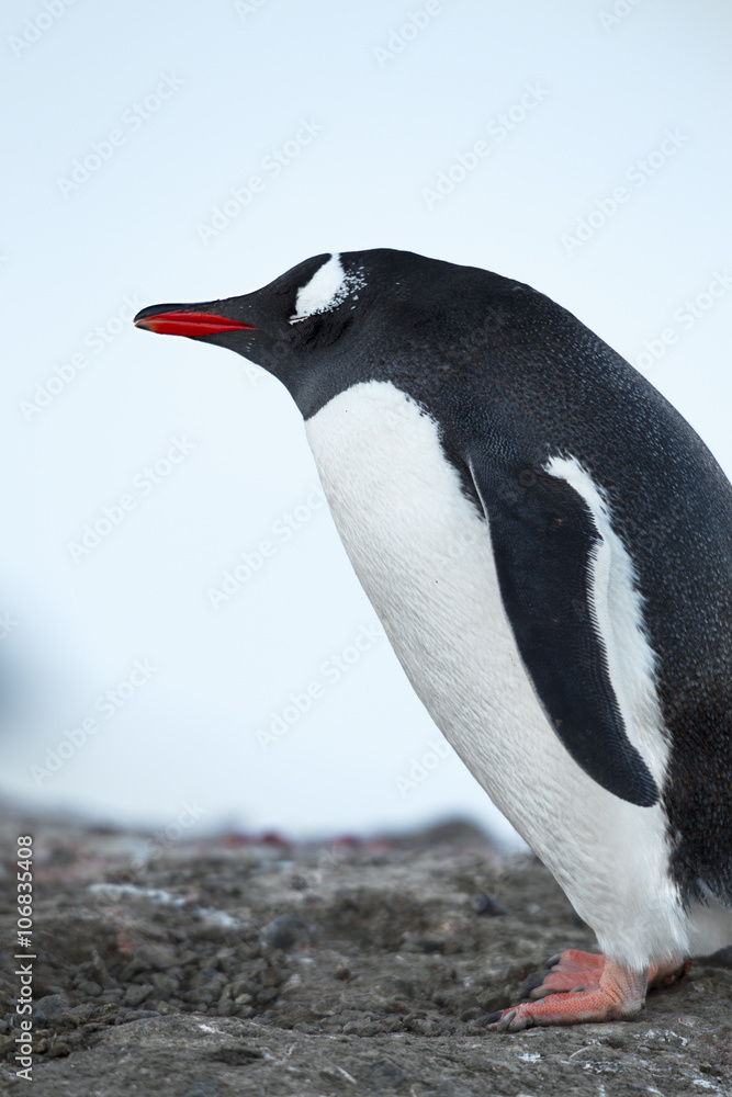Naklejka premium antarctic penguin standing