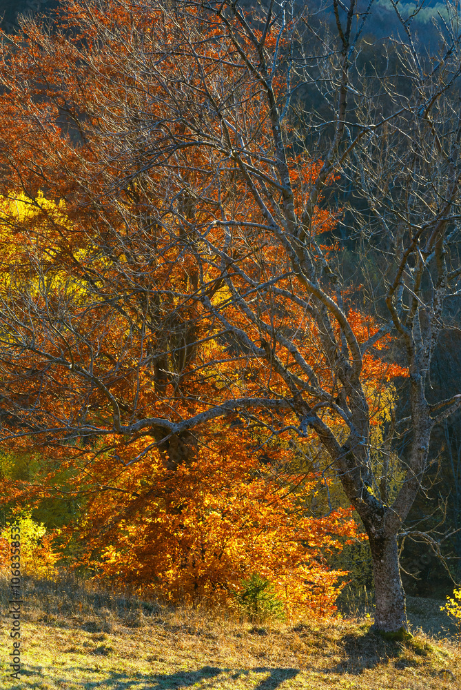 Golden autumn in mountain.