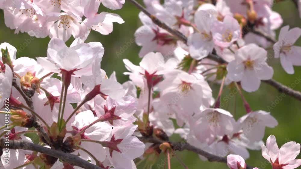 桜の花・上パン・4K_4-90 桜の花・上パン・4K_4-90