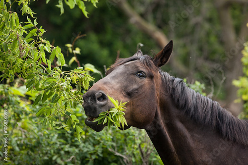 Brown horse eating a tree.