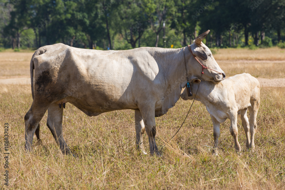 cows at bald mountain or grass mountain in Ranong province cows at bald mountain or grass mountain in Ranong province