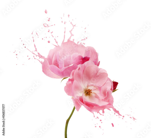 pink flower splashes