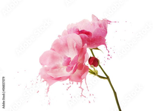 pink flower splashes