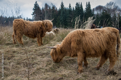 Zwei Schottische Hochlandrinder auf Weide