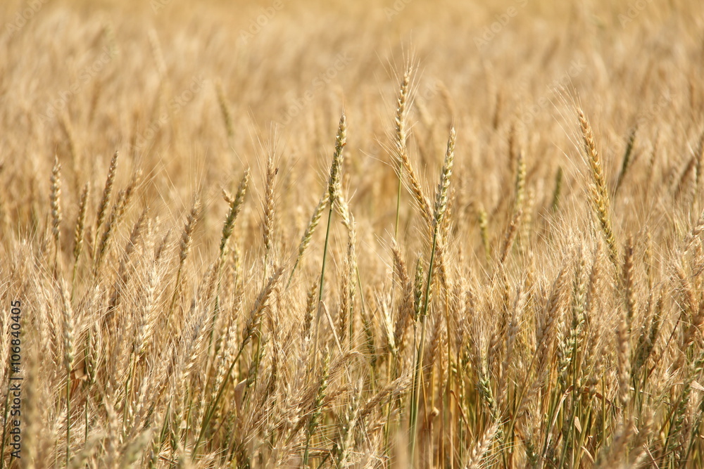 Field of Ripe Wheat