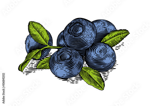 Hanful of blueberry with leaves