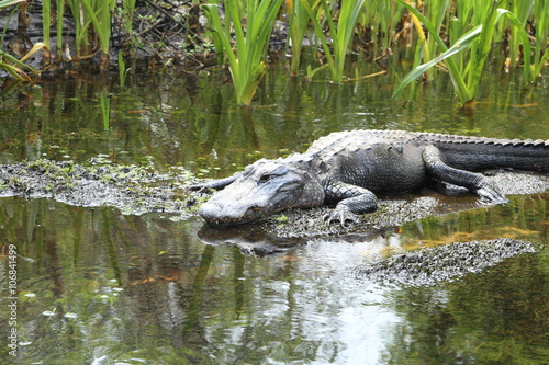 Gator I