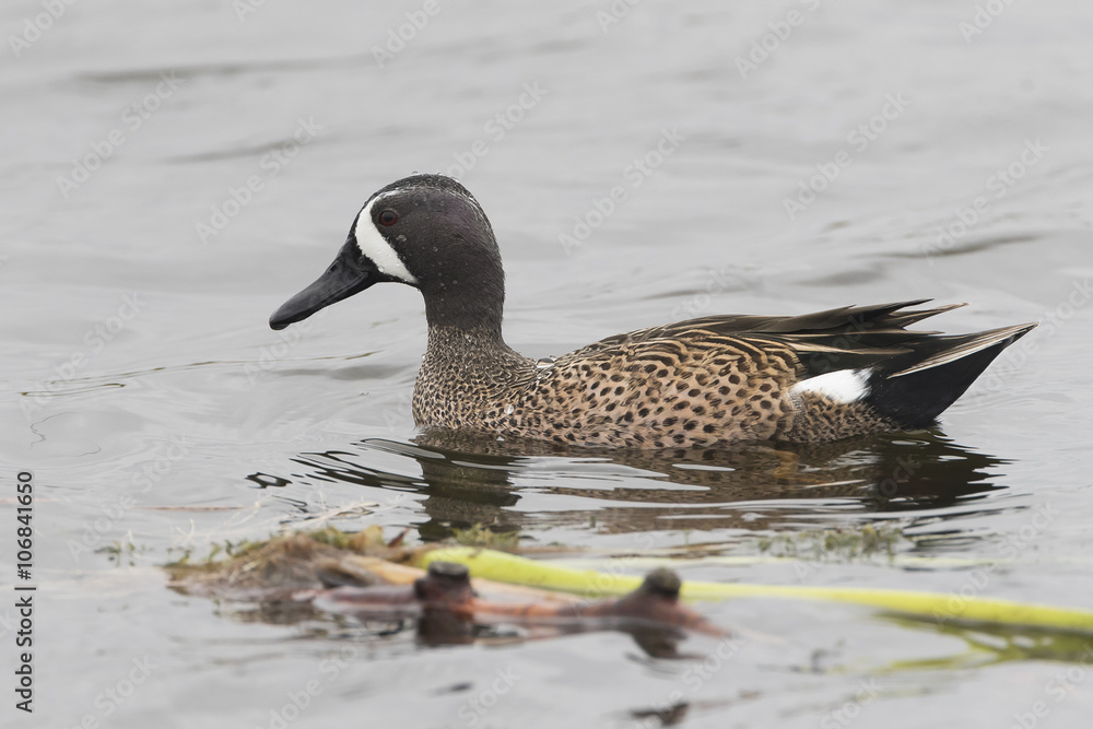 Male Blue-winged Teal - Florida