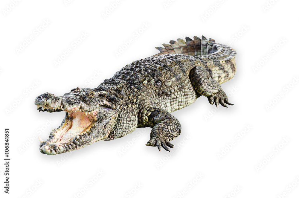 Naklejka premium Wildlife crocodile open mouth isolated on white background.