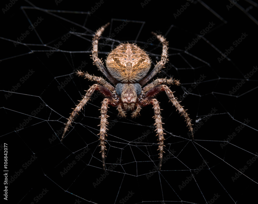 spider
spider