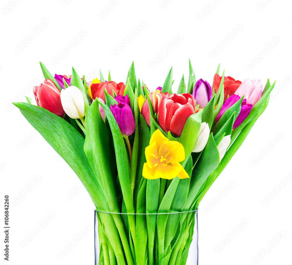 Obraz premium Tulips on white background