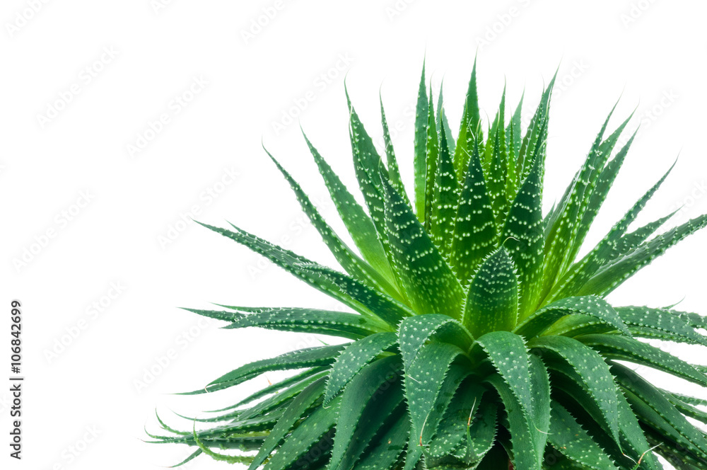 Fototapeta premium Aloe plant on white background