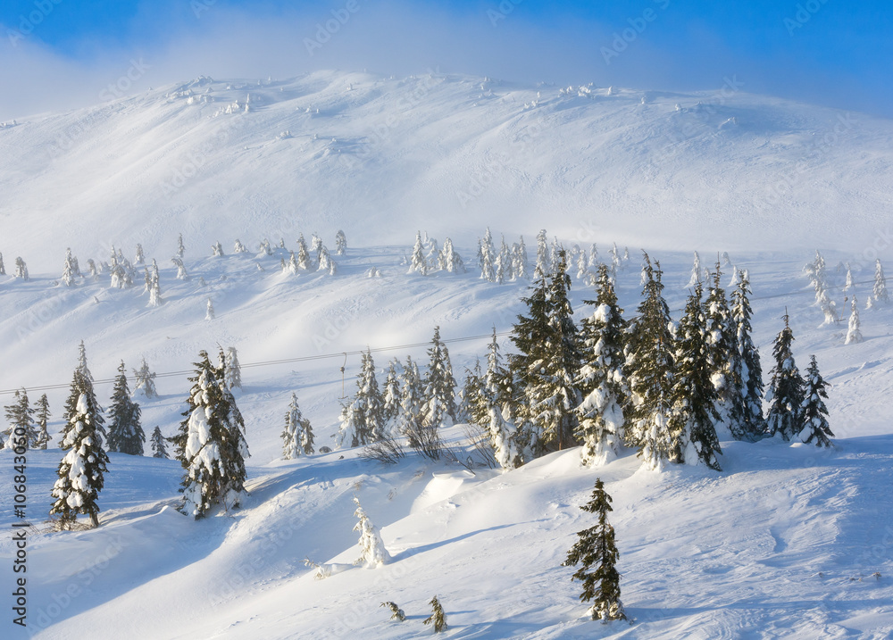 Icy snowy fir trees on winter hill.