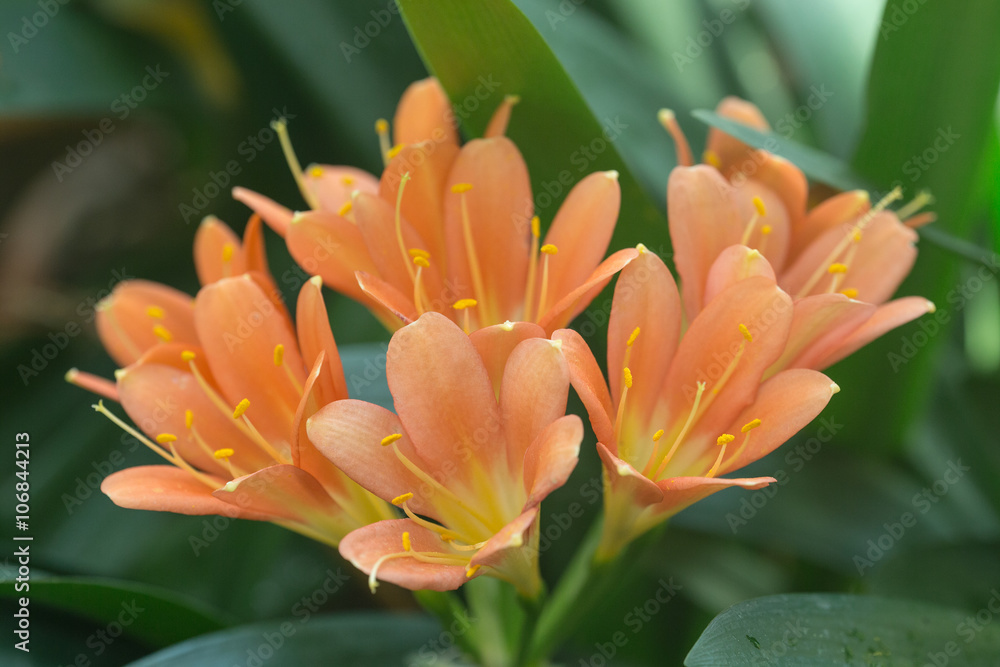 Obraz premium Clivia miniata closeup