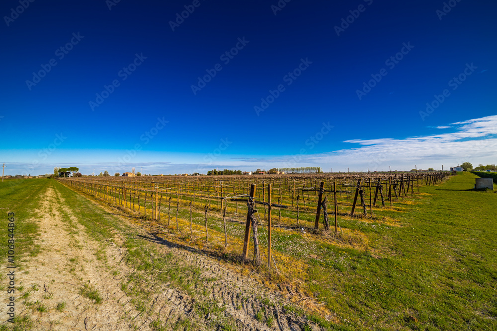 rows of young vines