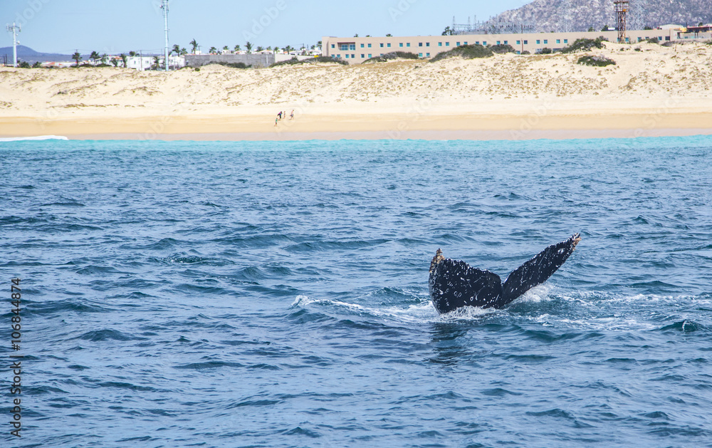Fototapeta premium Marine Life on a Whale Watching Tour in Mexico